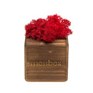 Набор с живым мхом MossBox Fire Red Cube - Набор с живым мхом MossBox Fire Red Cube