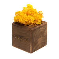 Набор с живым мхом MossBox Fire Yellow Cube - Набор с живым мхом MossBox Fire Yellow Cube