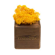 Набор с живым мхом MossBox Fire Yellow Cube - Набор с живым мхом MossBox Fire Yellow Cube