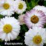 Растущие карандаши &quot;Цветущий сад&quot; цветные 6 шт. - Nature___Flowers_Beautiful_spring_daisies_in_the_garden_066272_14so.jpg