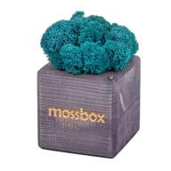 Набор с живым мхом MossBox black moray cube - Набор с живым мхом MossBox black moray cube