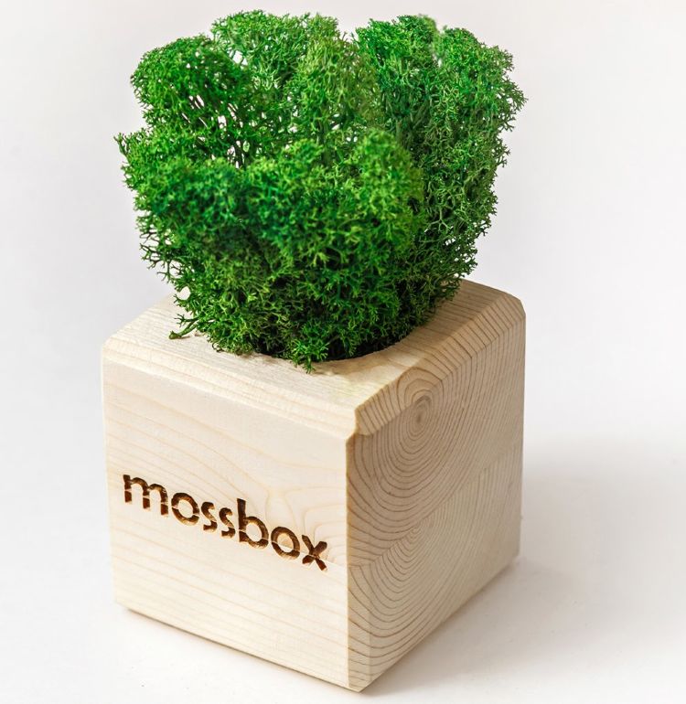 Набор с живым мхом MossBox Wooden Green Cube